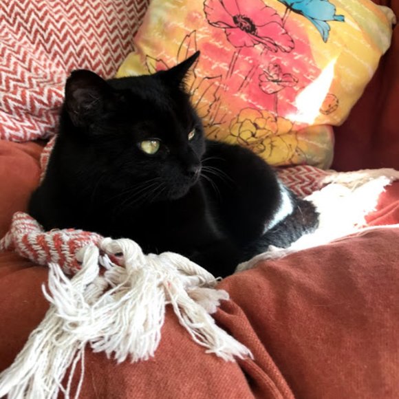 Pet friendly closet! - Picture 3 of 9